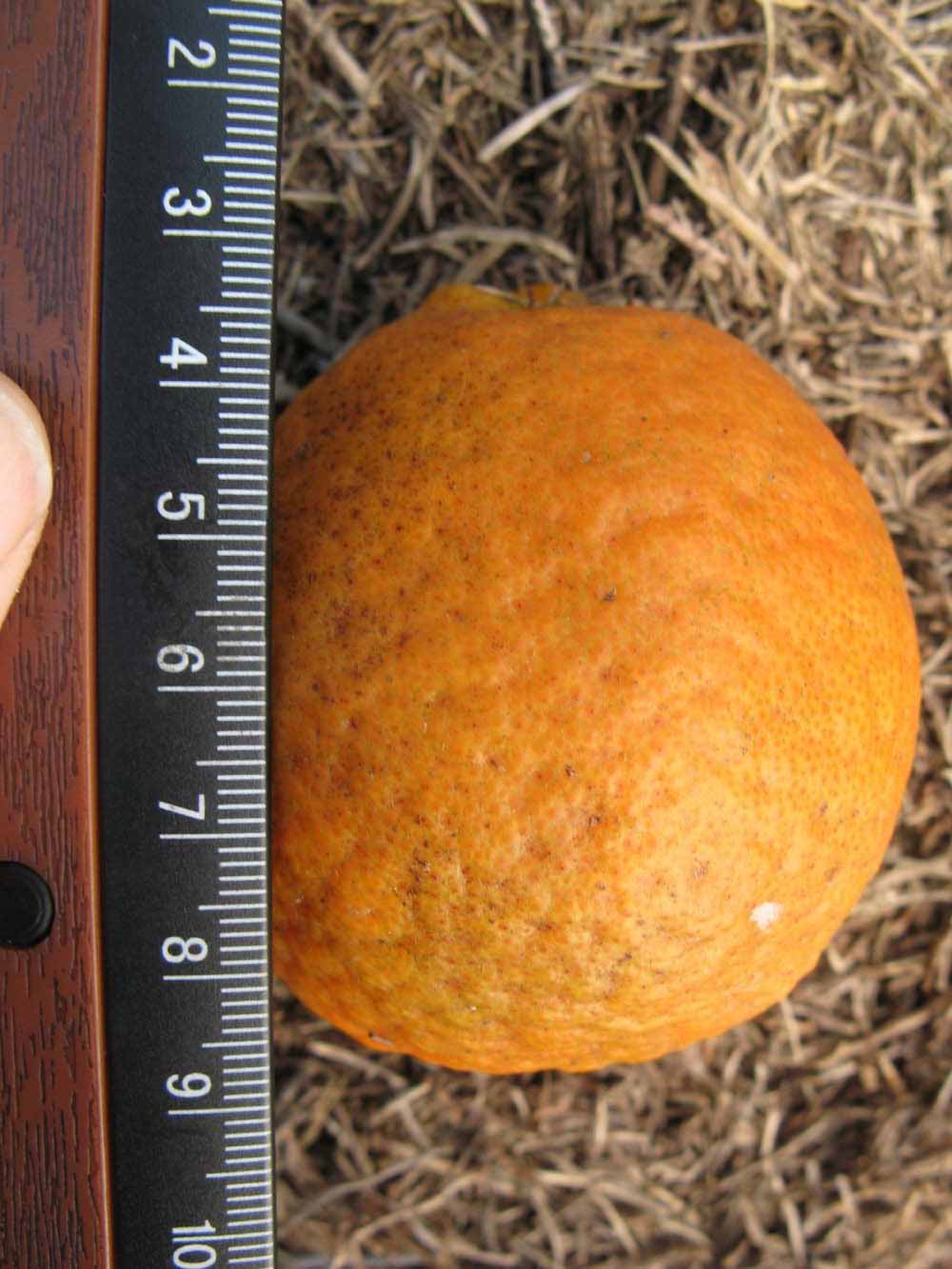              Fruit (Winter Haven, FL)       